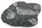 Fossil Seed Fern (Alethopteris) Plate - Pennsylvania #352350-1